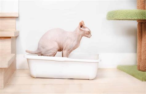 cat is leaking poop|Cat Incontinence: Causes, Risk Factors & Treatment